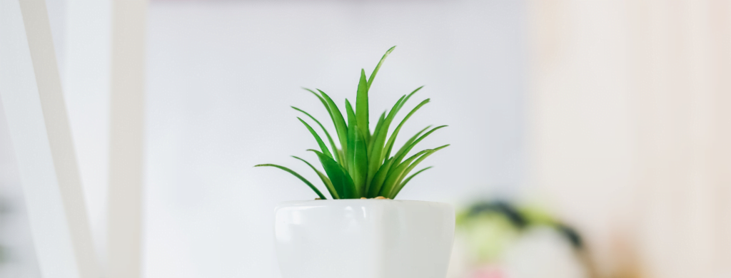 photo of a cute succulent plant