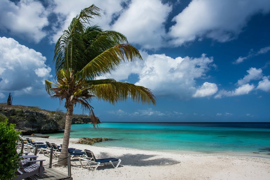 A decorative image of a beach with a coconut tree and blue cloudy skies.