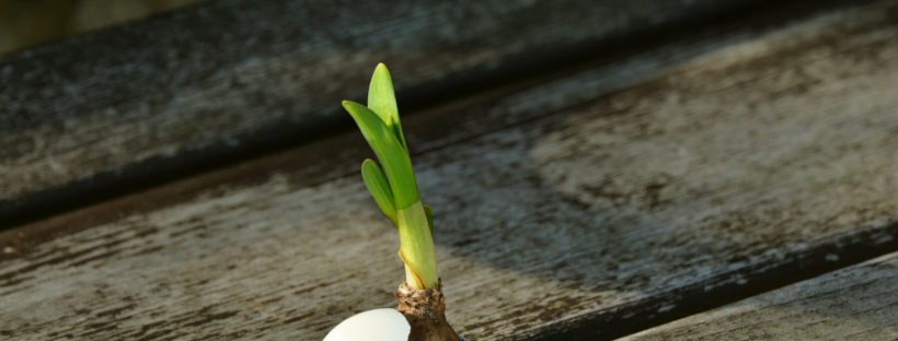 A plant sapling growing even through wooden barriers.