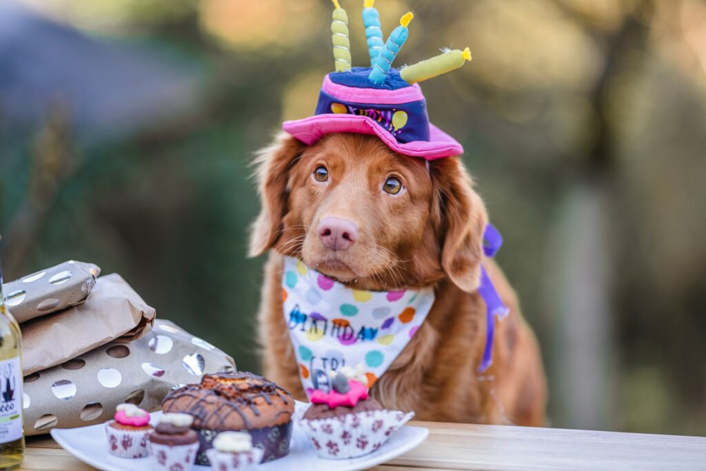 Man standing on cliff near falls. Brown long coated dog wearing pink and white polka dot shirt in celebration of his brithday.